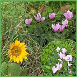 Alpenveilchen & Sonnenblumen am Straßenrand entdeckt
