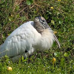 Wood Stork, Titusville, FL