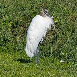 Wood Stork, Titusville, FL