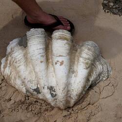 riiiesä Muschlä🤩