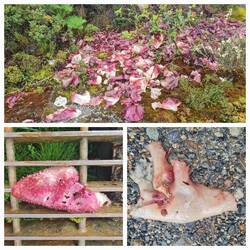 Was ist das? Keine Ahnung ... Algen?