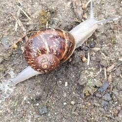 Die houdt wel van dit natte weer