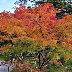 The winning tree. 🍁