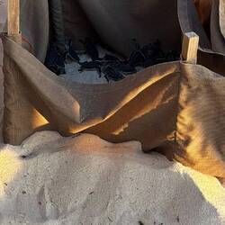 Turtles have arrived! They just climbed up and out of nest.