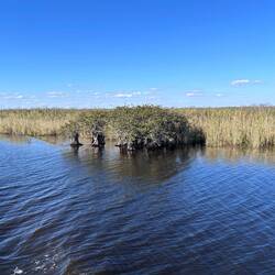 Cypress trees love wet feet. The Okeechobee Waterway (and why we can't see the lake)