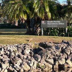 A local lizard of the genus 'large'...