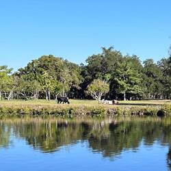 Florida wildlife. Wait... no, it's cattle.