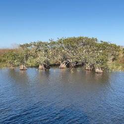 "Herons on cypress." Ok, enuff of the cypress trees...