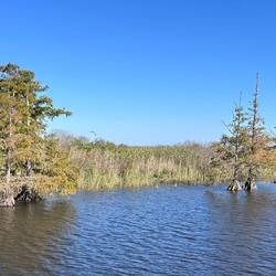 More cypress trees in the lakeside waterway
