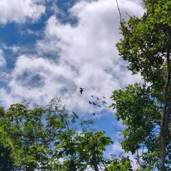 Der Papageienschwarm