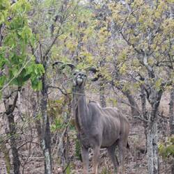 Kudu, kein Löwe