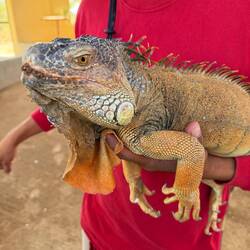 Godzilla the green iguana