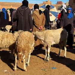 Auf dem Tiermarkt gibt es viele Schafe ...