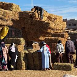 Hier wird Stroh gehandelt