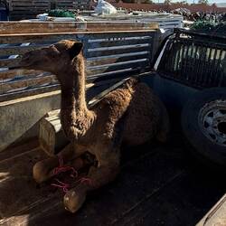 Hier ein halb leeres Fahrzeug 🤣