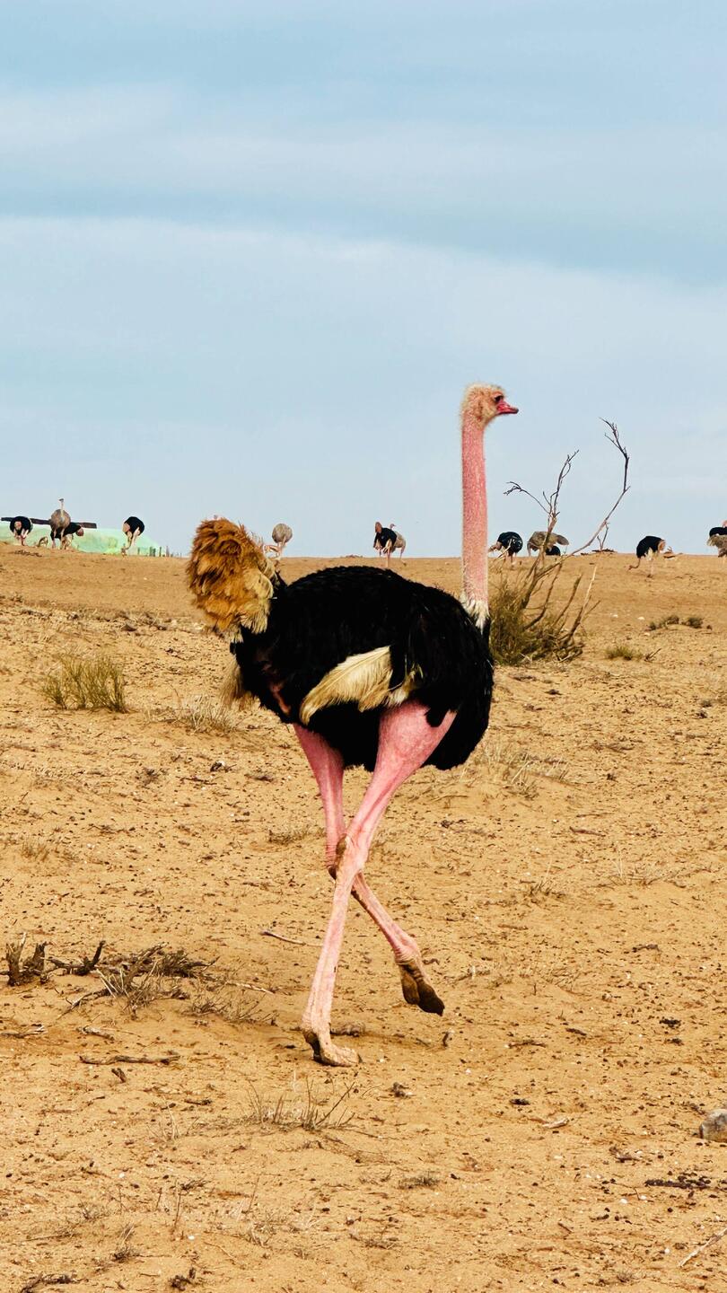 männlicher Strauss in Brunstfärbung