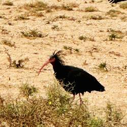 Waldrapp Ibis