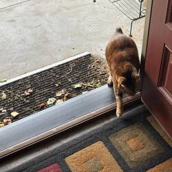 Walking back in house