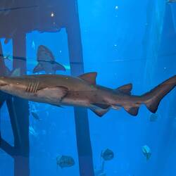 Aquarium