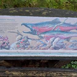 Auch hier wieder Lachse und Forellen.