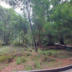 Wenn einer fällt kommen viele Neue.