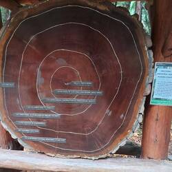 Wie üblich, Baumscheibe mit historischen Daten.