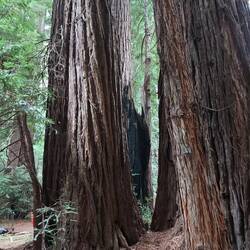 Alles aus einer Wurzel.