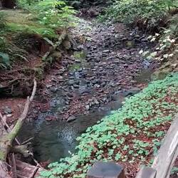 Leise murmelt der Bach.