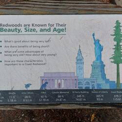 Mal die Relationen der Redwoods.