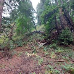 Schon seltsam, der Redwood zerbricht an nem Zahnstocher.