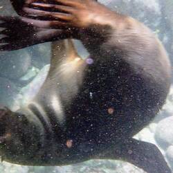 ... und bewegt sich wie wild ...