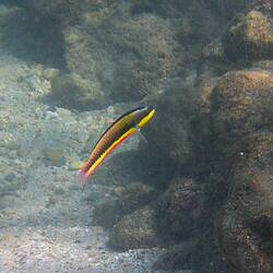 Quasi vom Ufer aus zu beobachten