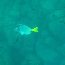 Erste Versuche mit der Unterwasserkamera 😬