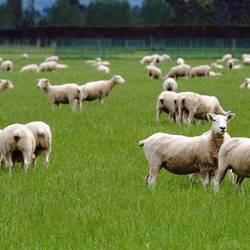 Unterwegs immer wieder Unmengen an Schafen