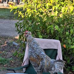 30 min später saß der lebensmüde 🐓 auf unserem Amaturenbrett