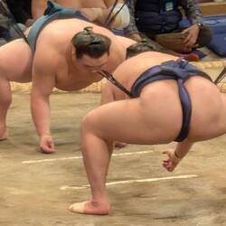 Sumo wrestling festival