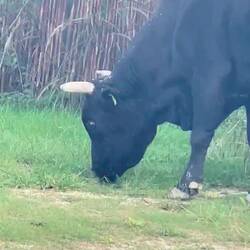 ..an einem Abend kommen die Rindfiehcher einfach die Straße herunter 😂😂😂