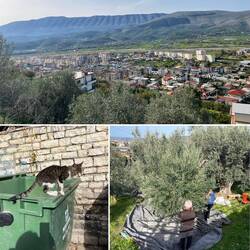 Oliven werden geerntet 🫒