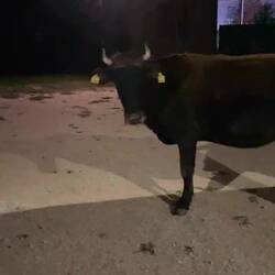 ..ich hab kein Problem solange das Fieh mit uns kein Problem hat.. 🙈😬😅