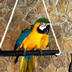 Papagei :) ja der kann auch sprechen