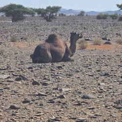 It's getting dryer and dryer, wild camels and our first dunes