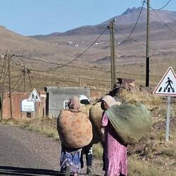 Women seem to be the carriers in this country