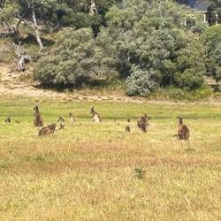 ... eine ganze Herde Kängurus