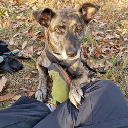 Darf ich noch ein Apfelstück?