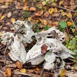 Da hatte jemand anders auch Freude am Schädel sammeln.