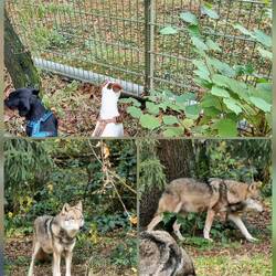 Die richtigen Wölfe