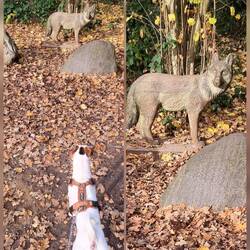 Der böööse Wolf