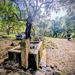 Brunnen u. Autofrack inmitten von Korkeichen