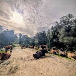 Herde Kühe mitten auf der Piste