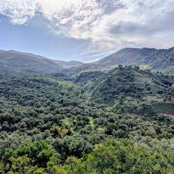 Sizilianischer Urwald